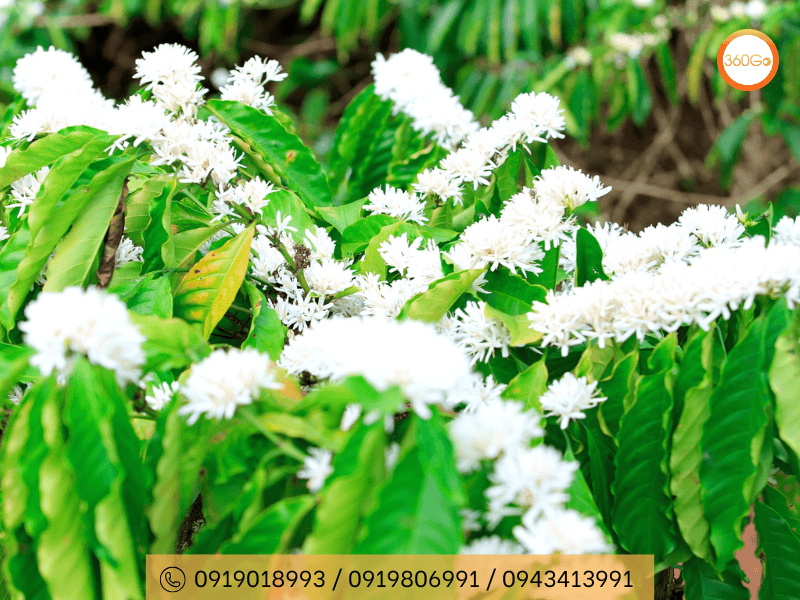 Vẻ đẹp quyến rũ của mùa hoa cà phê ở Măng Đen - Du lịch 360Go